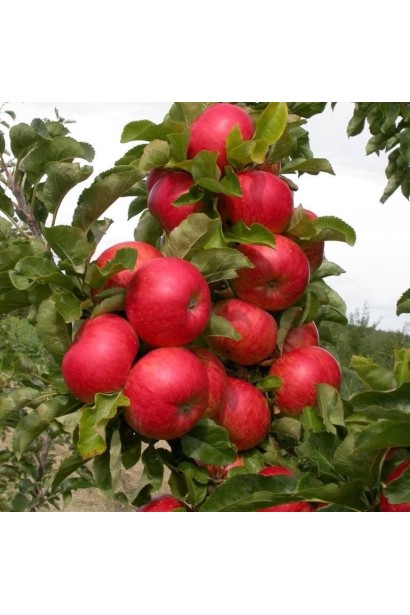 Яблуня ‘Легенда’ з червоними яблуками восени